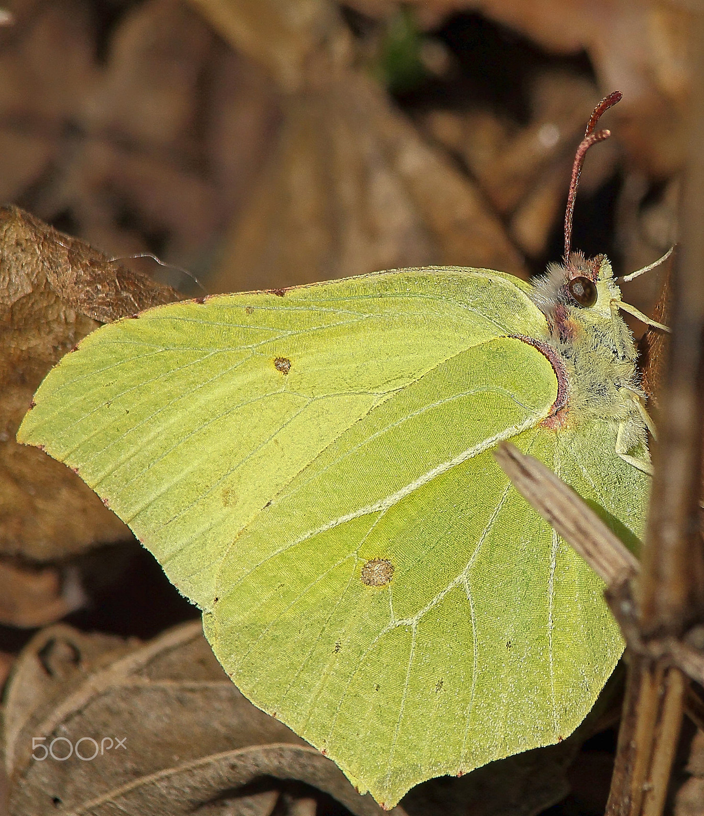 Canon EF 70-300mm F4-5.6 IS USM sample photo. Schmetterling photography