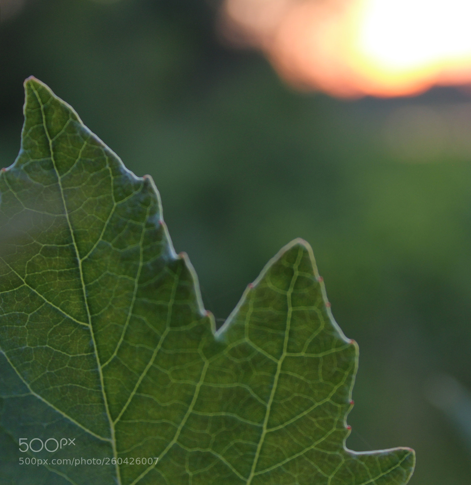 Canon EOS 1200D (EOS Rebel T5 / EOS Kiss X70 / EOS Hi) sample photo. Leaf photography