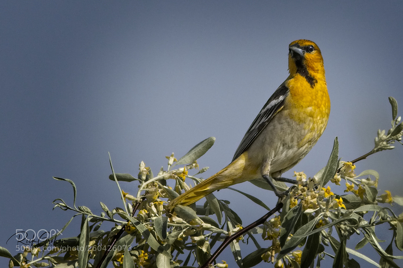 Canon EOS 80D sample photo. Bullock’s oriole photography