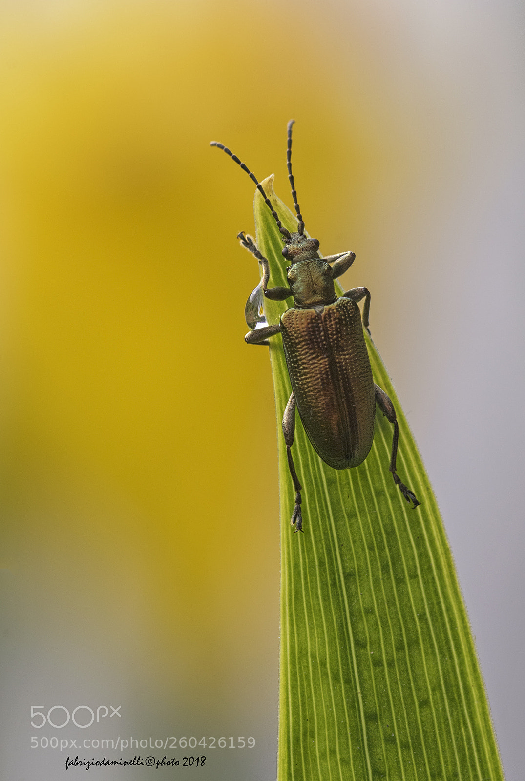 Canon EOS 7D Mark II sample photo. Coleoptera photography
