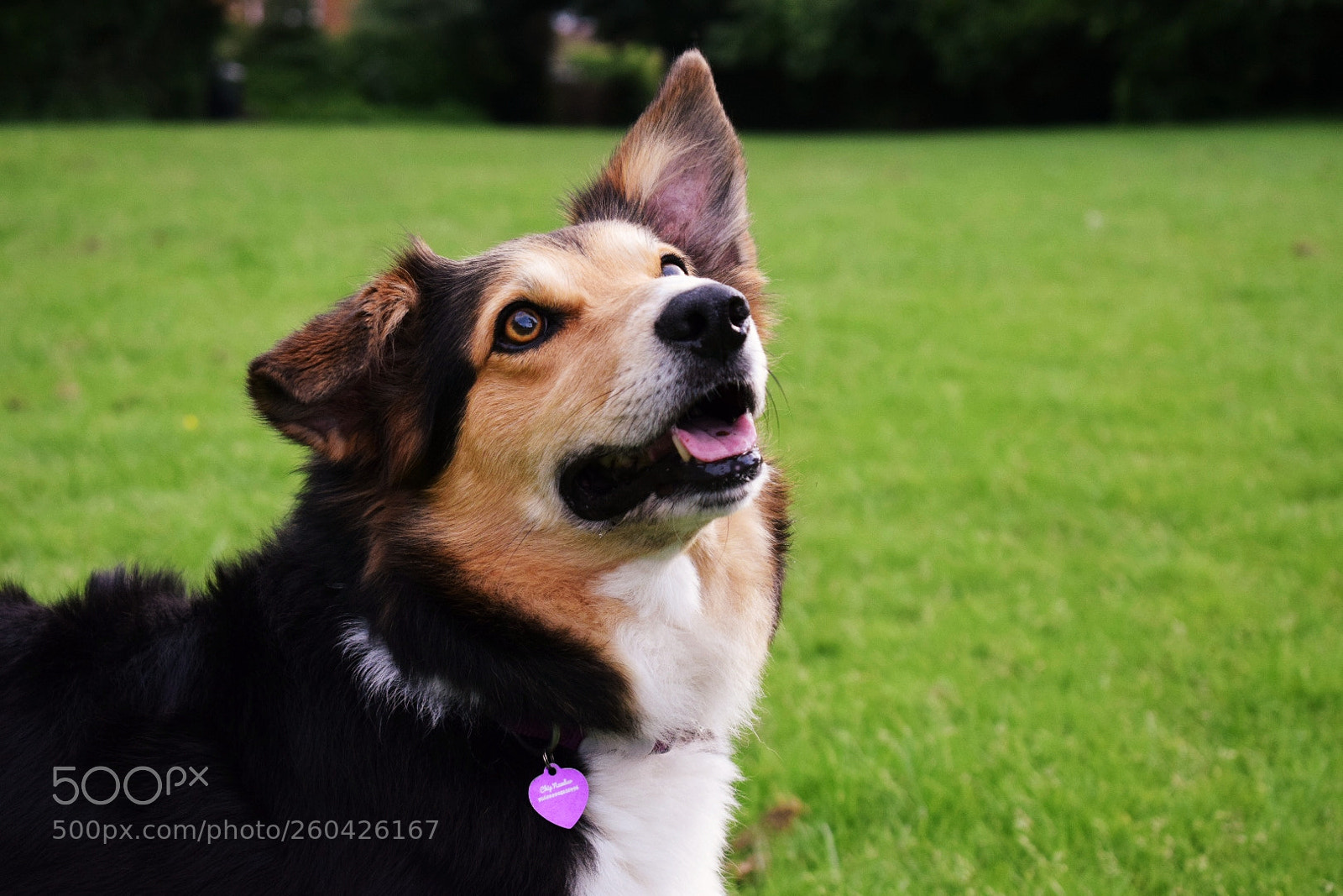 Nikon D5300 sample photo. Holly ❤? photography