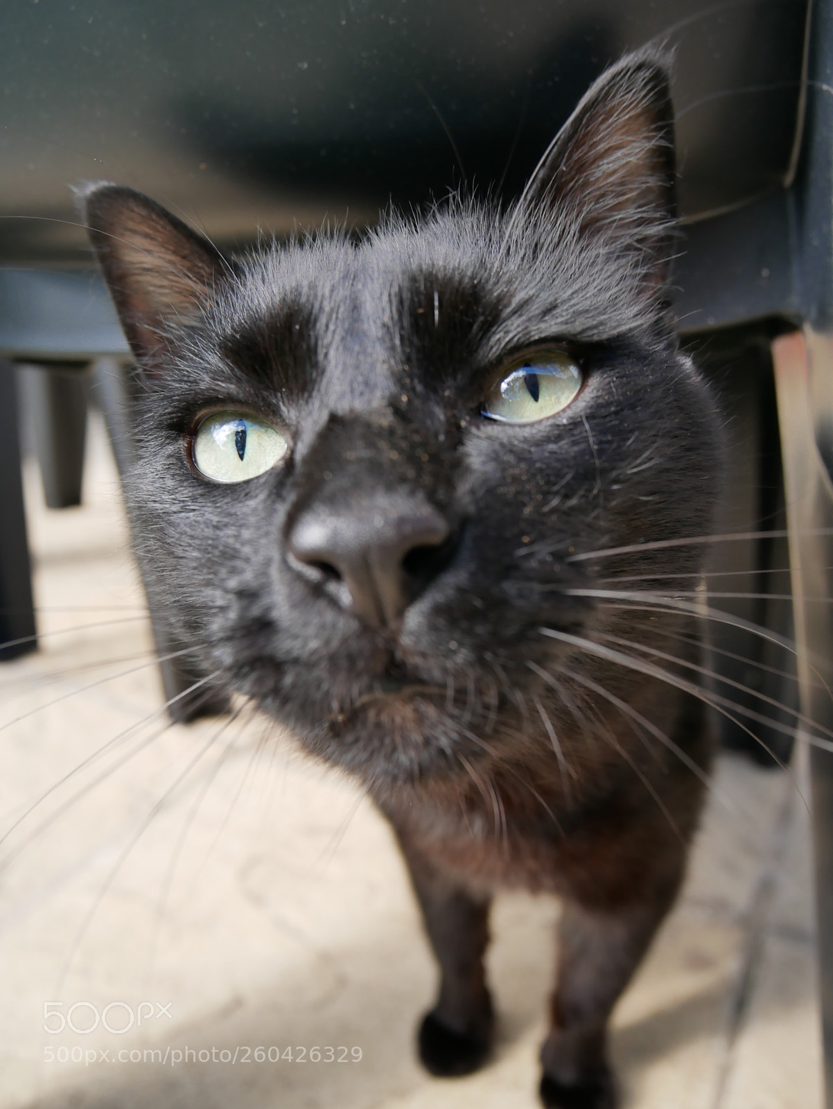 Panasonic Lumix DMC-GX85 (Lumix DMC-GX80 / Lumix DMC-GX7 Mark II) sample photo. P photography