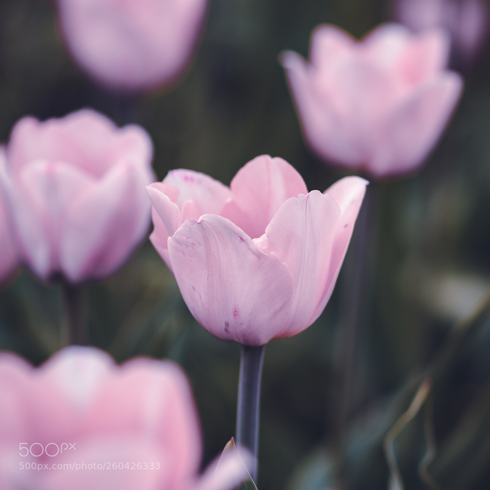 Nikon D610 sample photo. Untitled photography