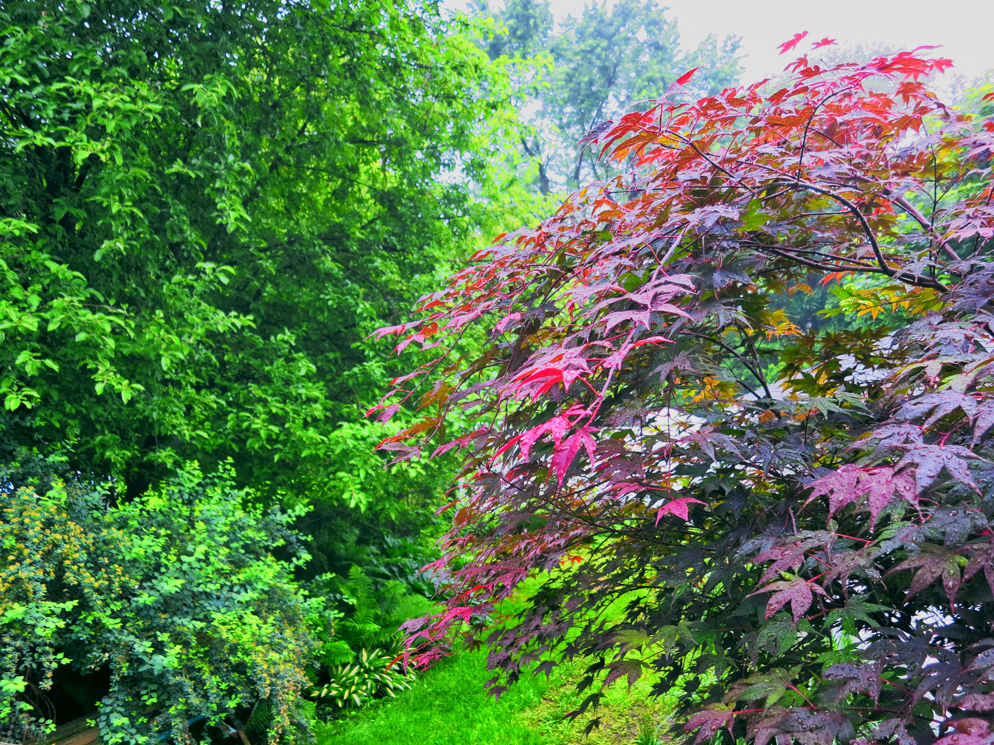 Canon PowerShot S110 sample photo. Raindrops on red leaves photography