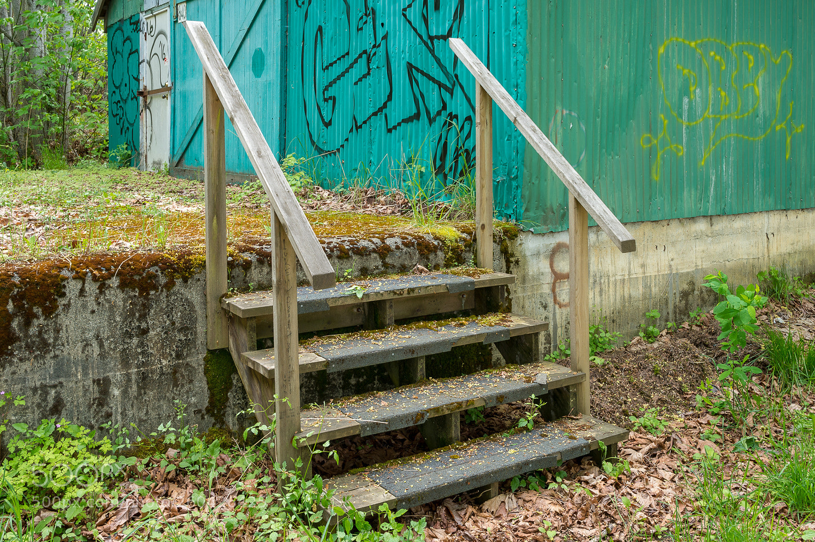 Nikon Df sample photo. Mostly green photography