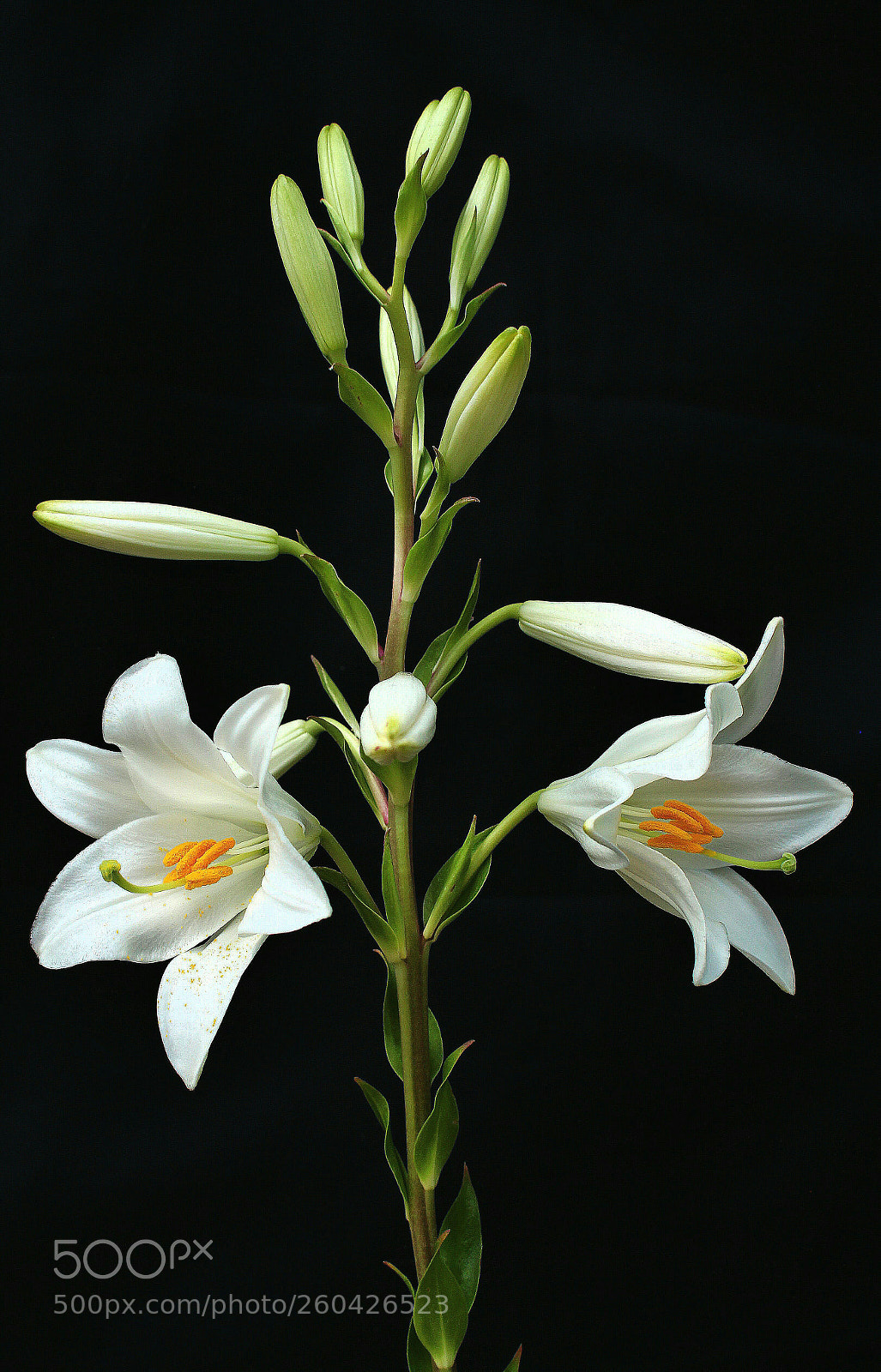 Canon EOS 700D (EOS Rebel T5i / EOS Kiss X7i) sample photo. Flor de azucena. photography
