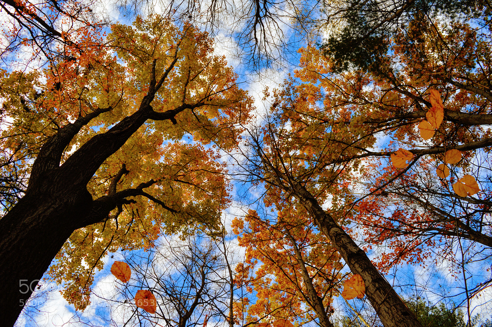 Nikon D3200 sample photo. Fall beauty photography