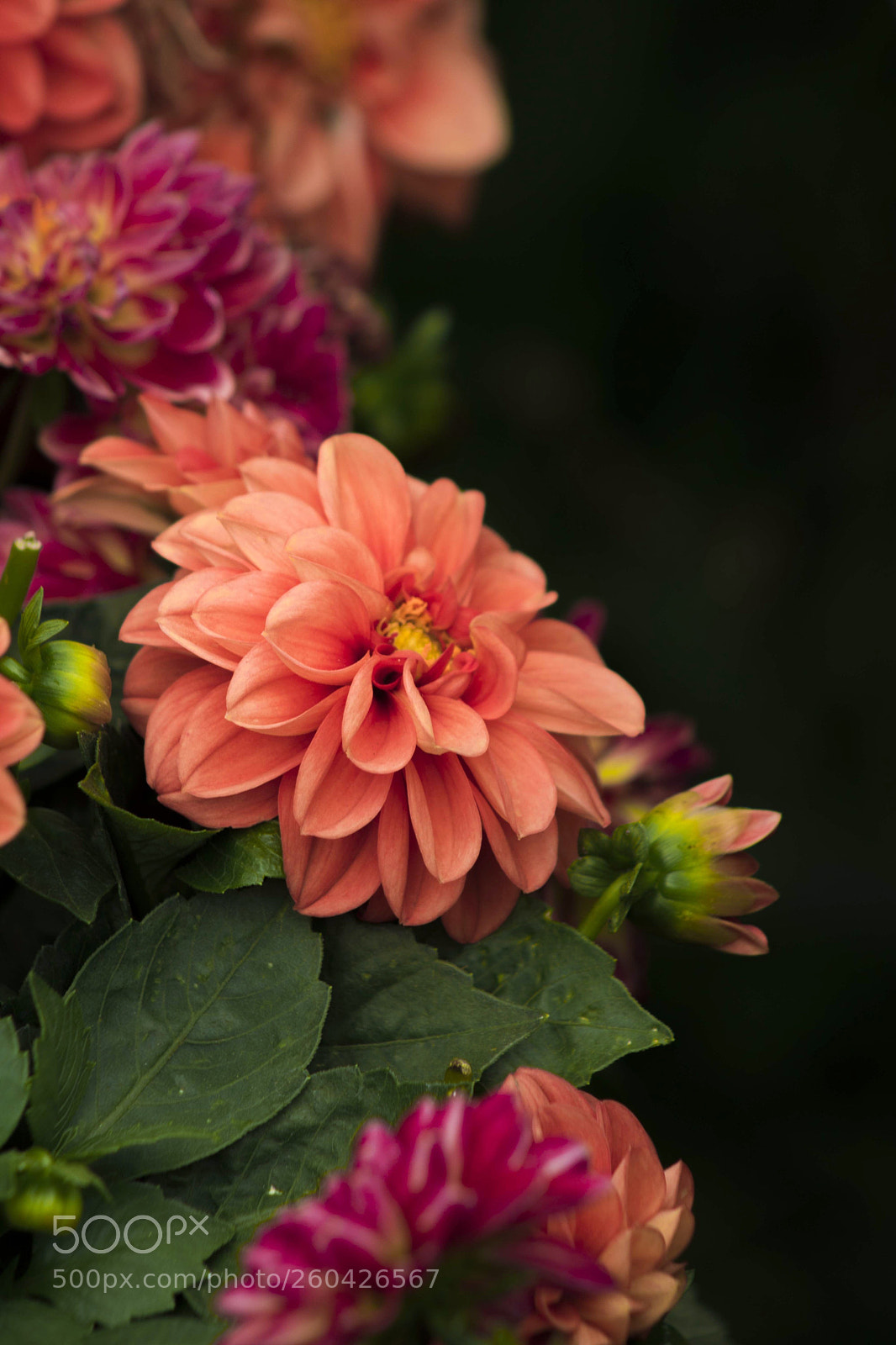 Canon EOS 750D (EOS Rebel T6i / EOS Kiss X8i) sample photo. Blossom photography