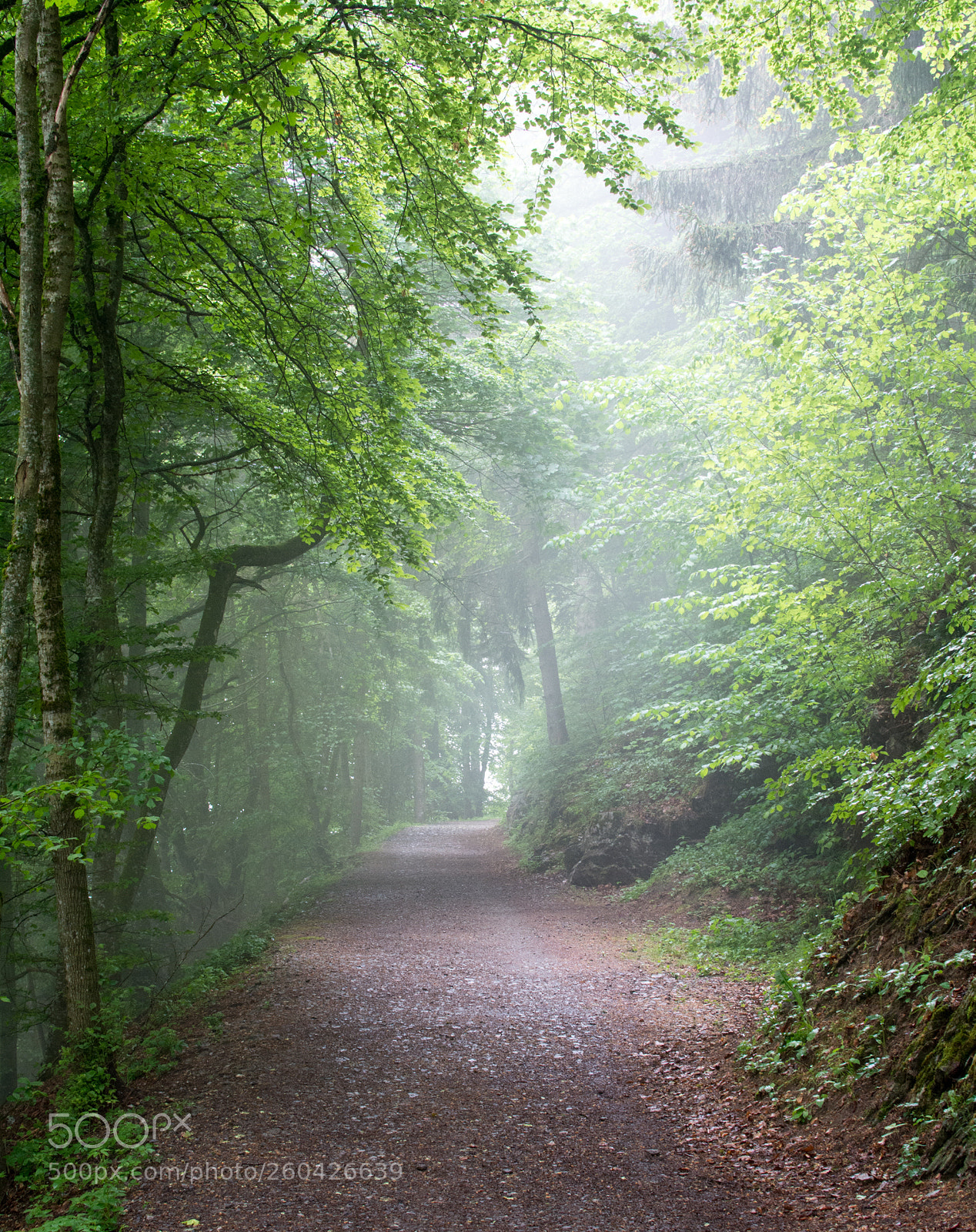 Nikon D5200 sample photo. Fog forest photography