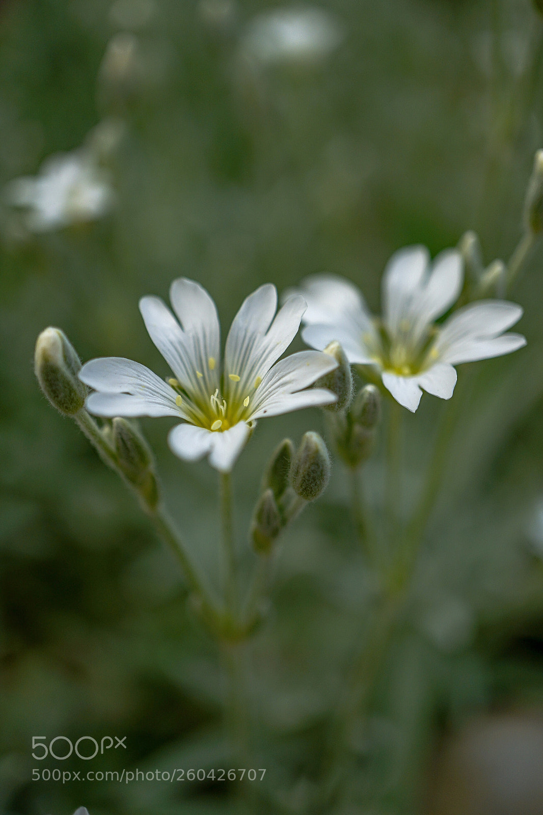 Sony a7 II sample photo. Macro 1 photography