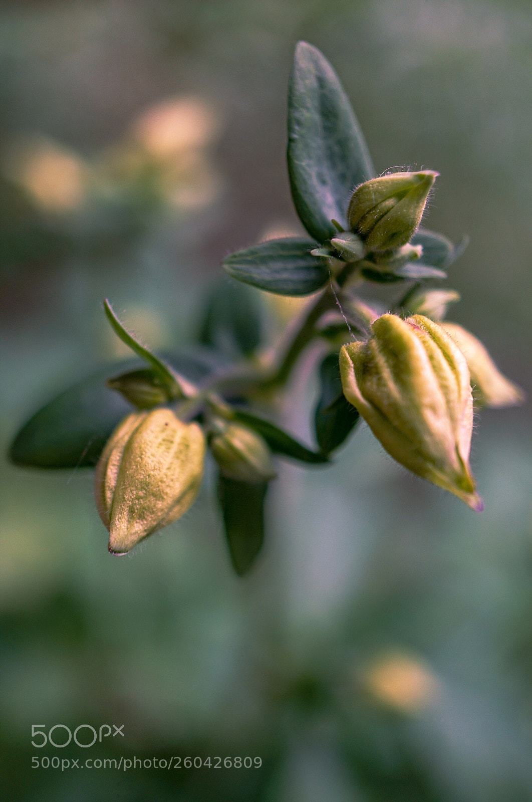 Sony a7 II sample photo. Macro 2 photography