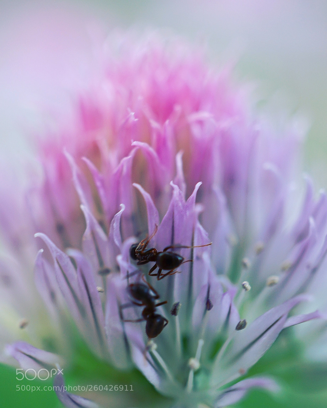 Sony a7 II sample photo. Macro3 photography