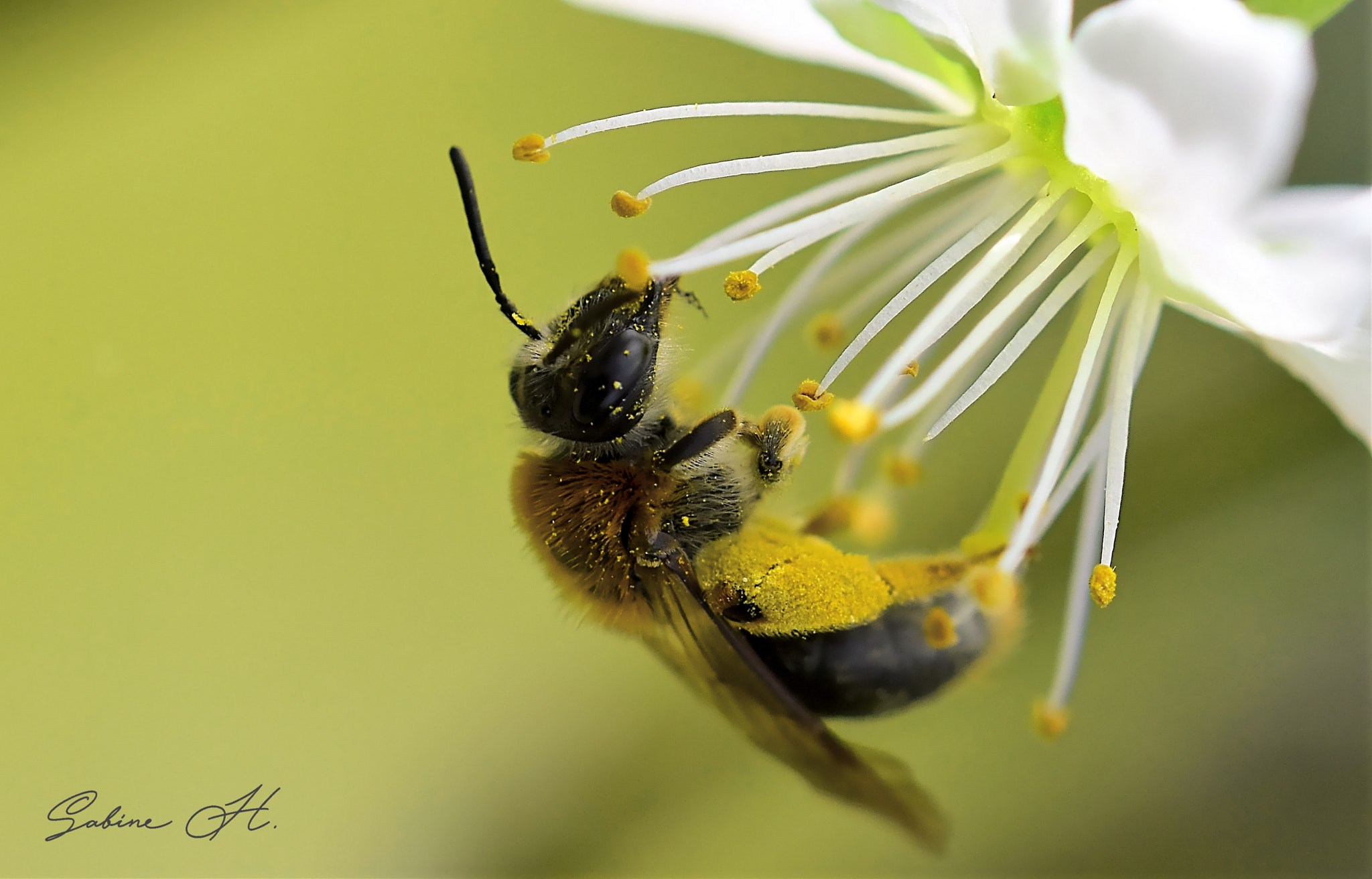 Nikon D5600 + Sigma 105mm F2.8 EX DG OS HSM sample photo. B. photography