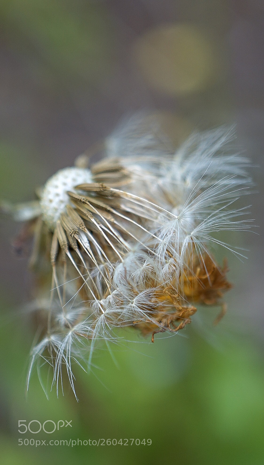 Sony a7 II sample photo. Macro 4 photography