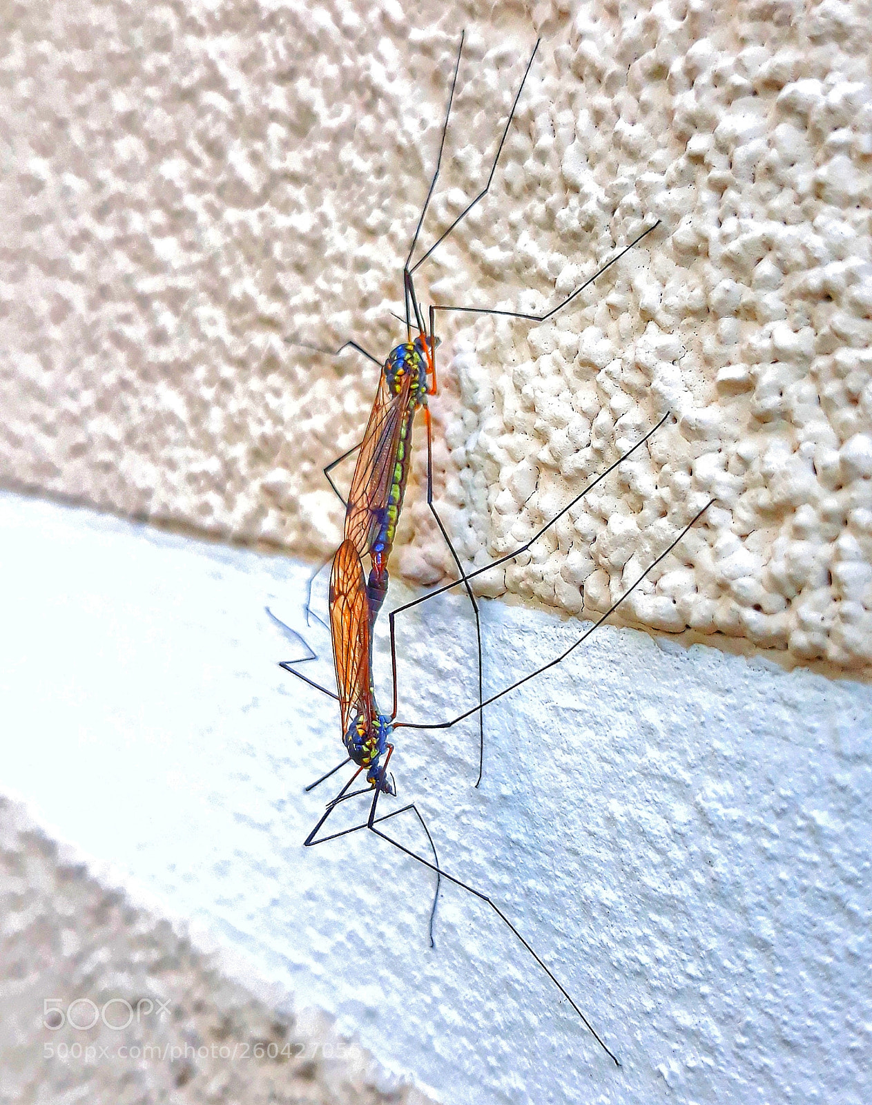 Samsung Galaxy J7 sample photo. Two as one..... photography
