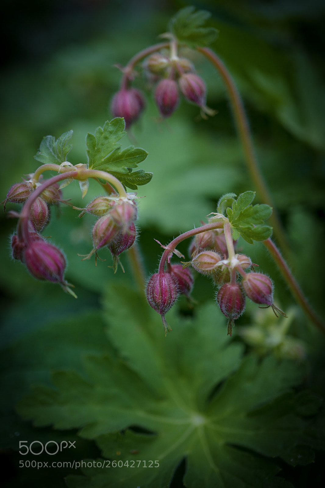 Sony a7 II sample photo. Macro 5 photography