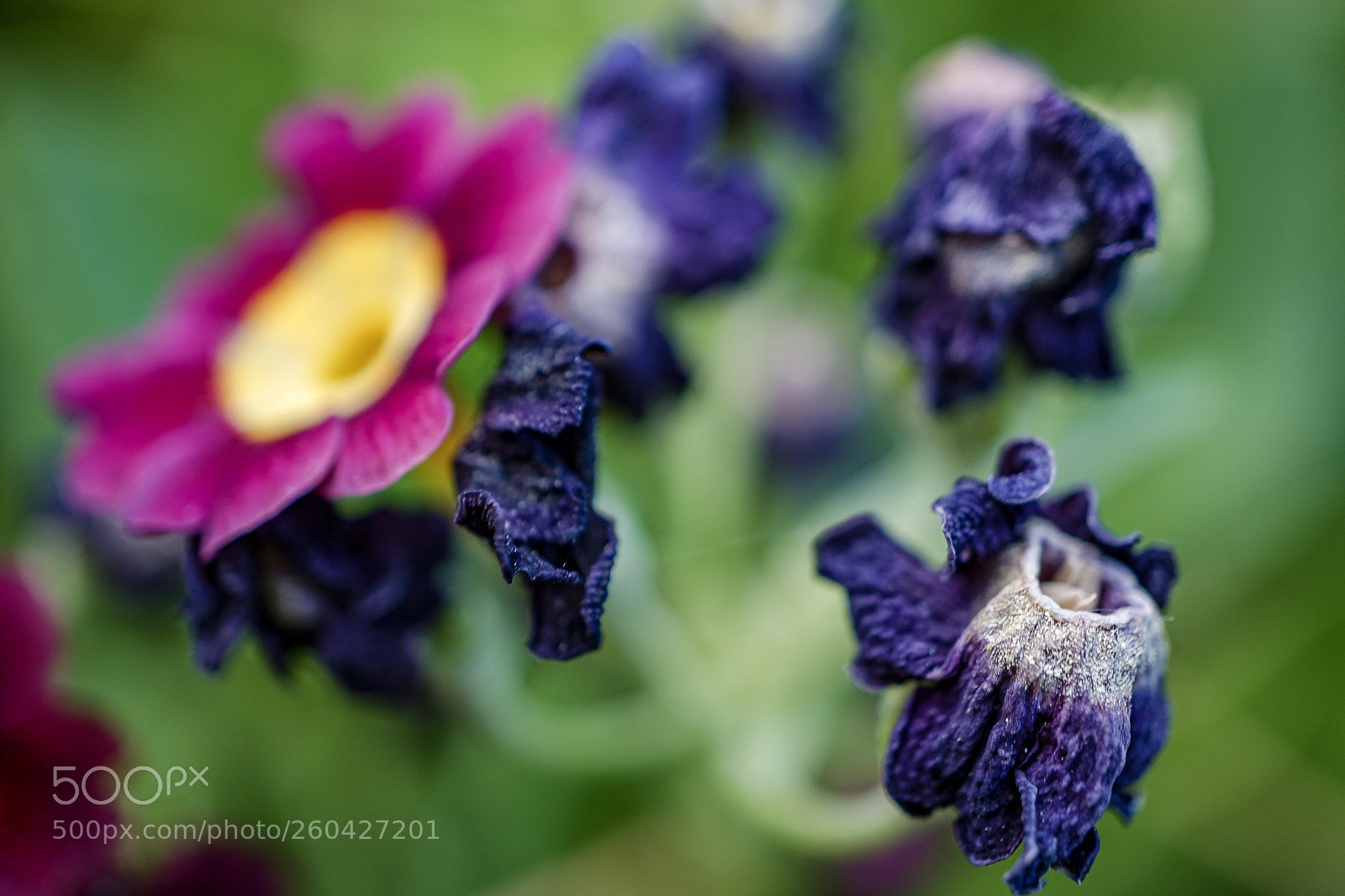 Sony a7 II sample photo. Macro 6 photography