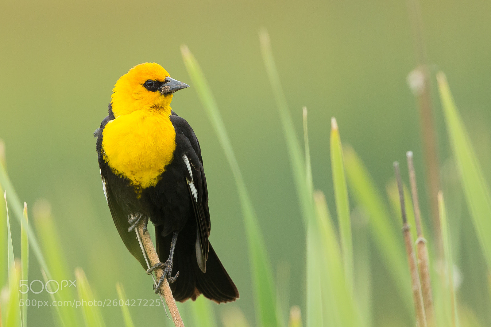 Canon EOS-1D X sample photo. Yellow headed black bird photography
