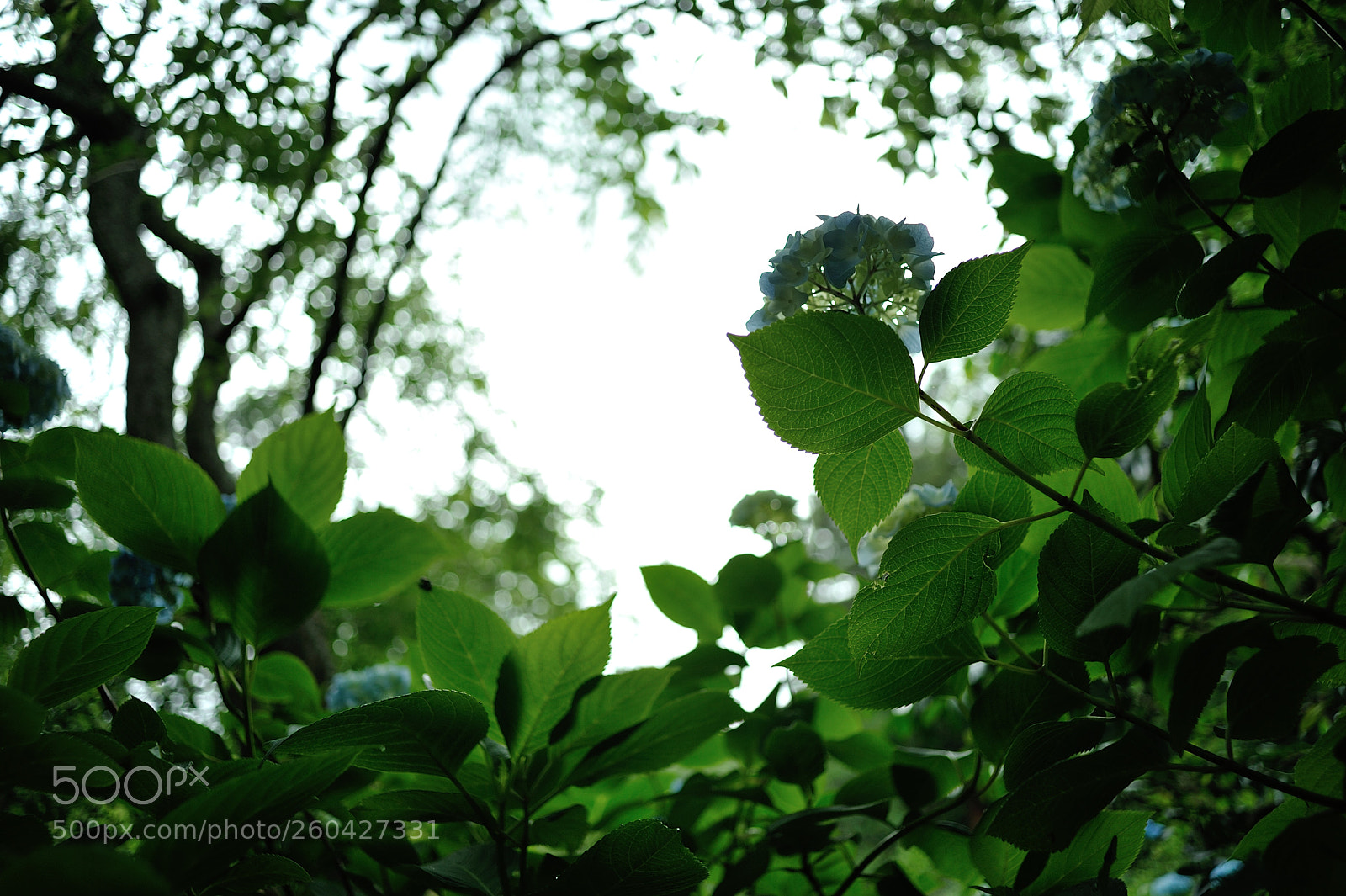 Nikon D700 sample photo. Through the lights photography