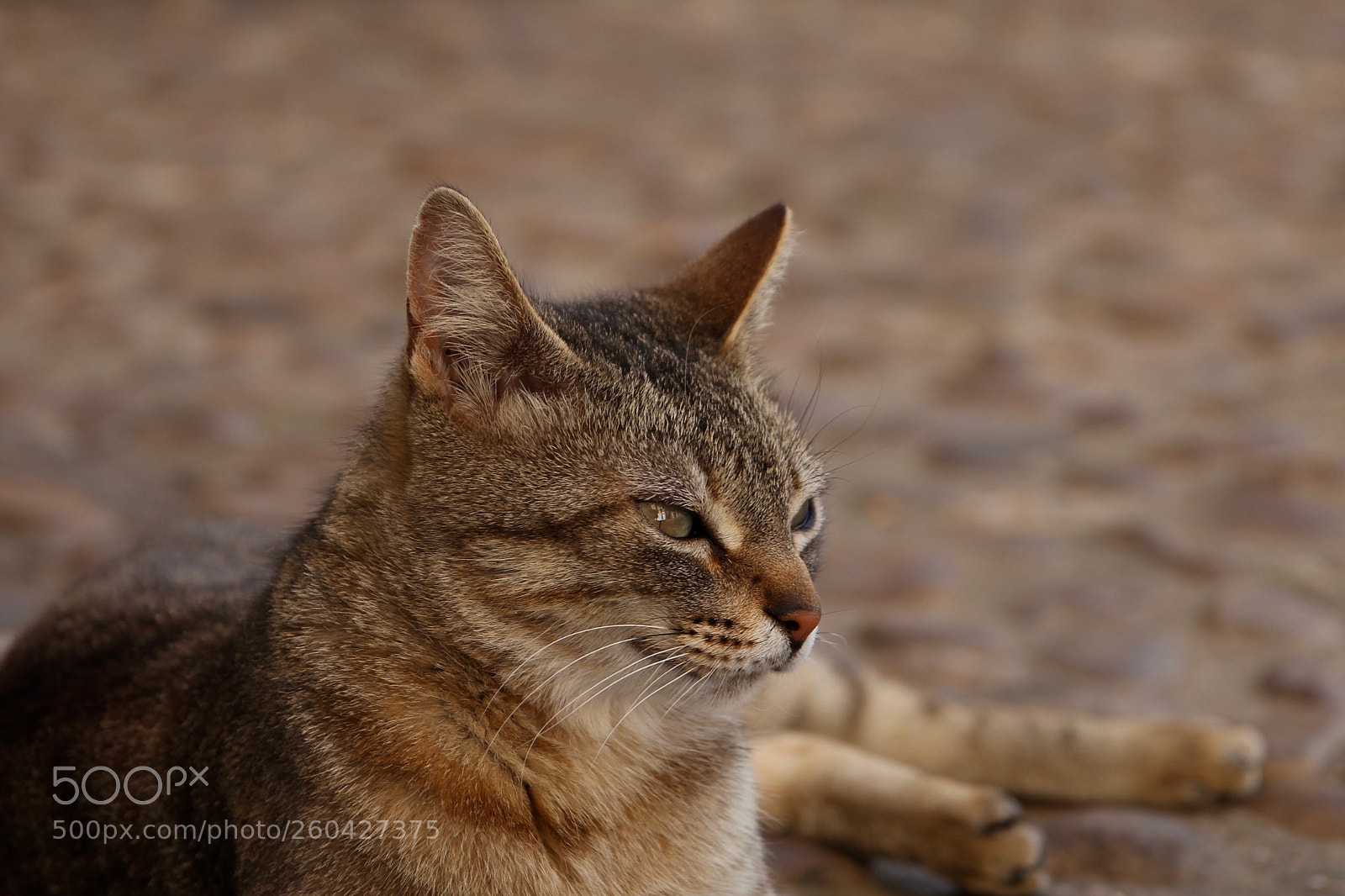 Canon EOS 550D (EOS Rebel T2i / EOS Kiss X4) sample photo. Le fauve photography
