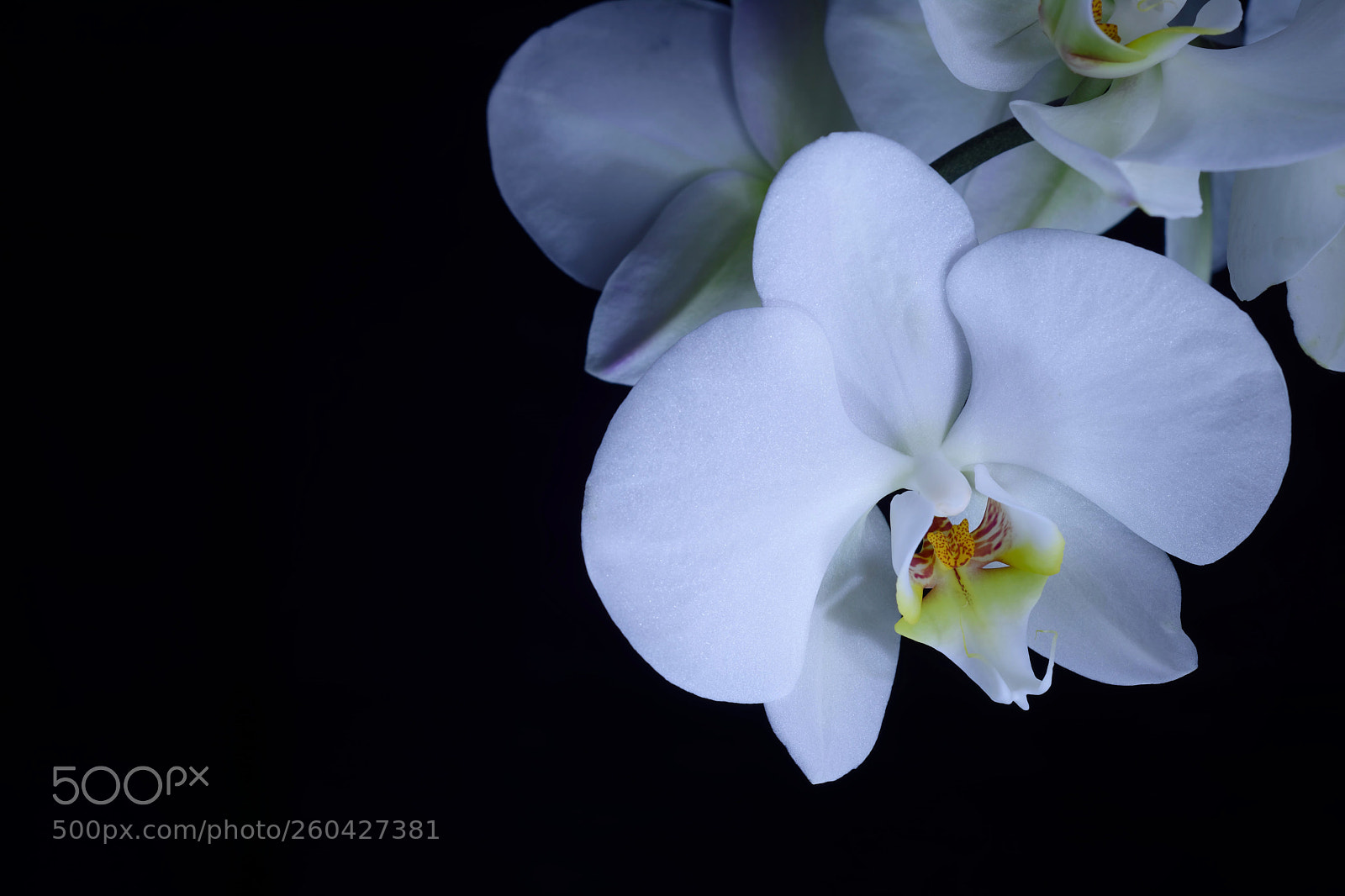 Nikon D7100 sample photo. White orchid photography