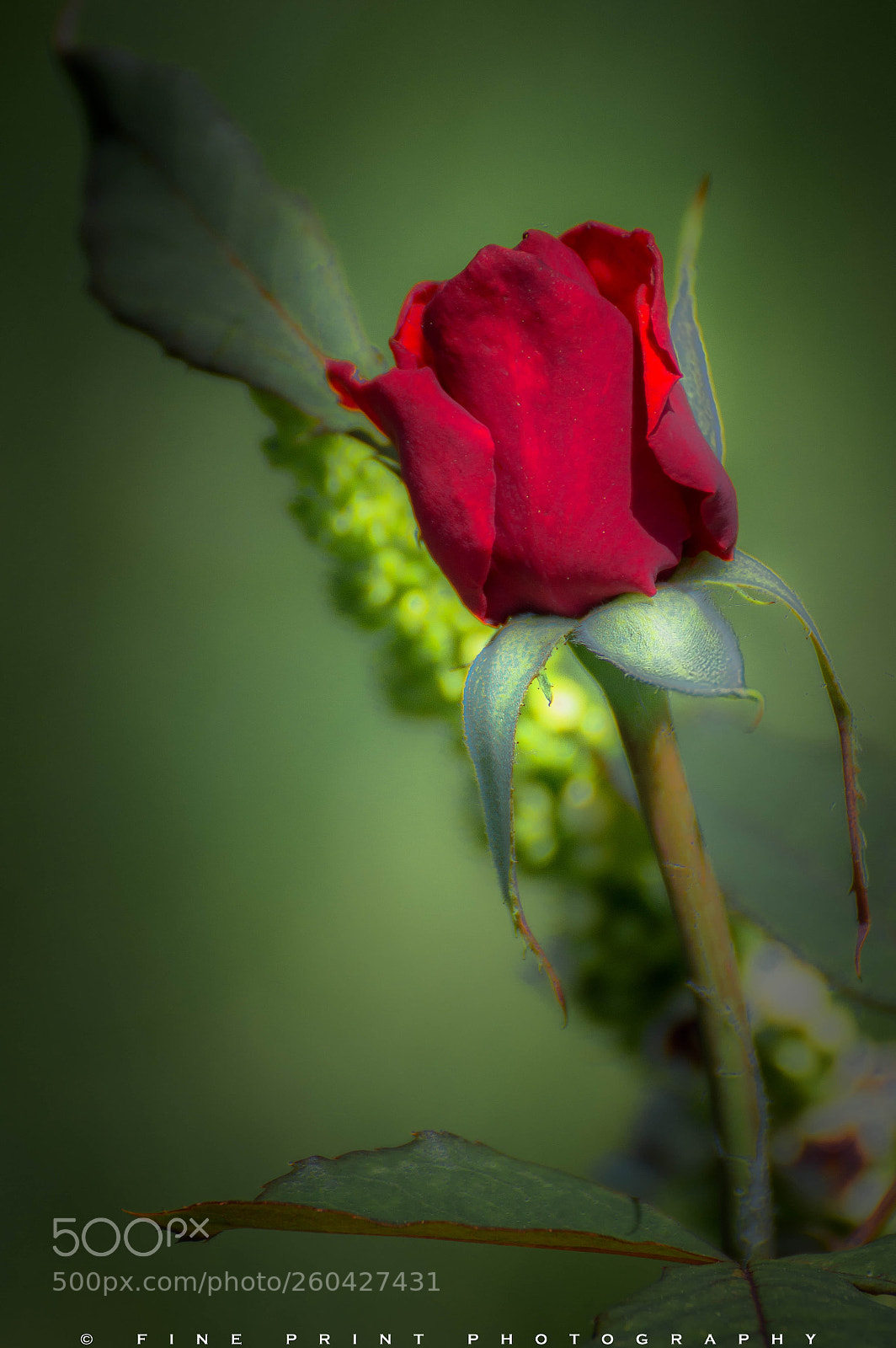 Nikon D3200 sample photo. Roses are red, my photography