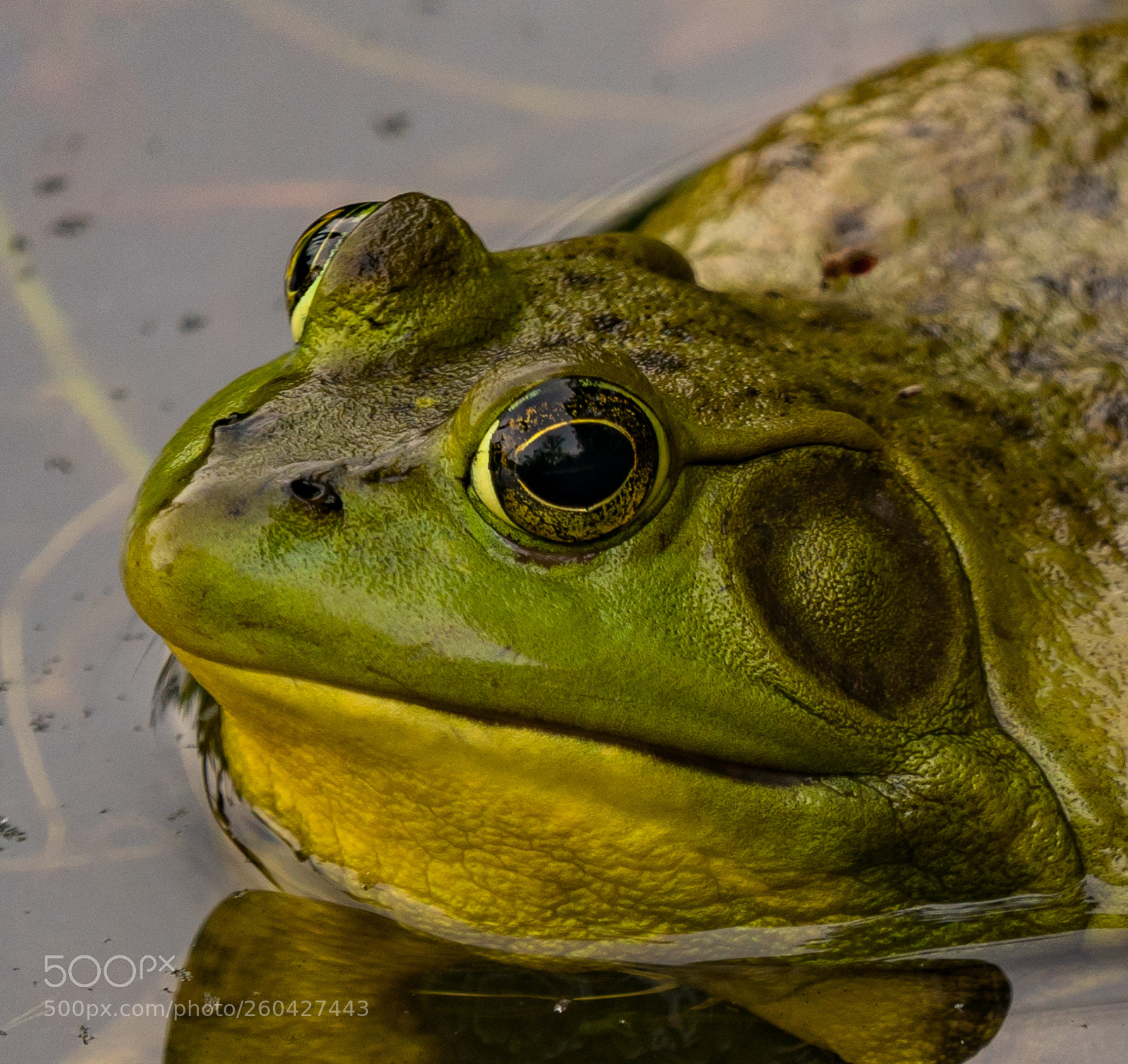 Sony a6300 sample photo. Bull frog photography