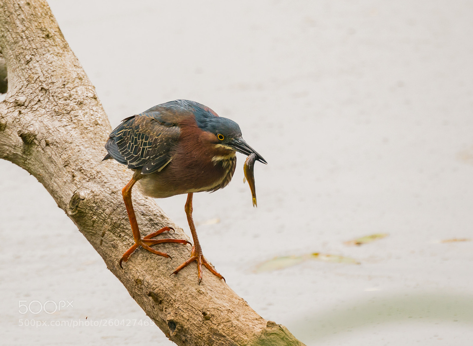 Sony a6300 sample photo. Green heron fishing photography