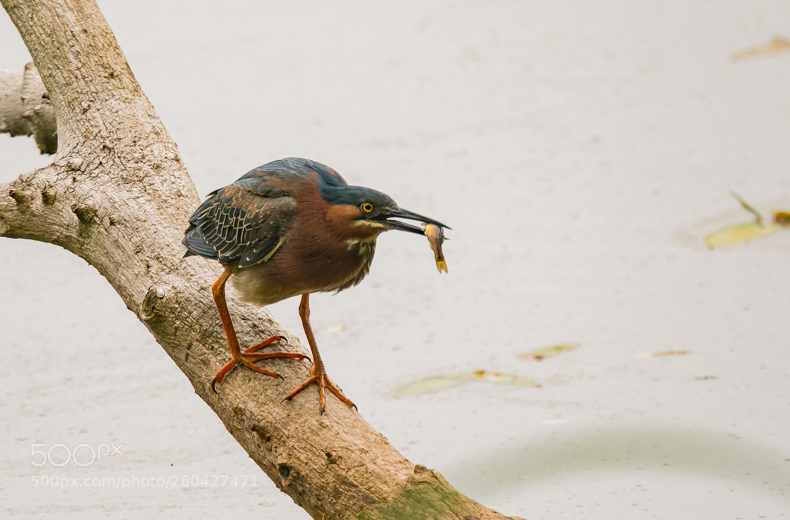 Sony a6300 sample photo. Green heron fishing photography