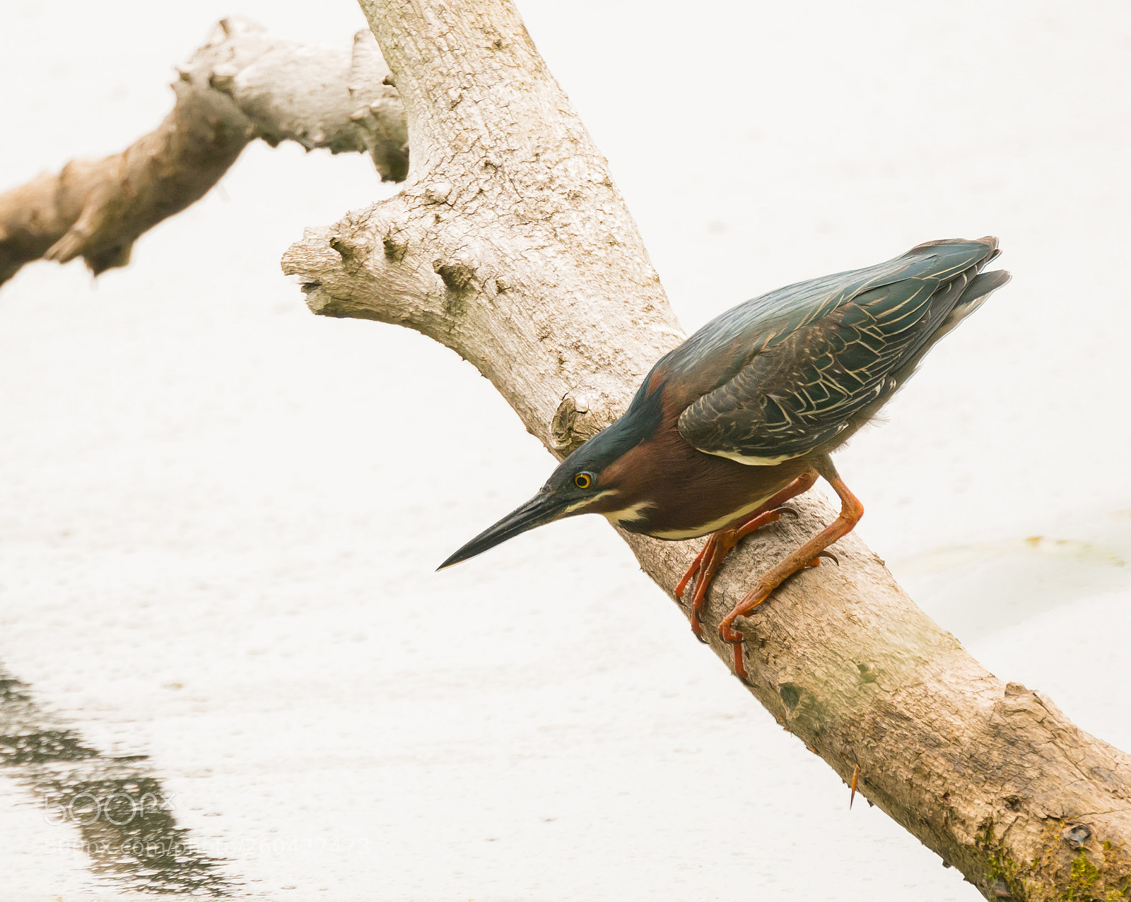 Sony a6300 sample photo. Green heron waiting for photography