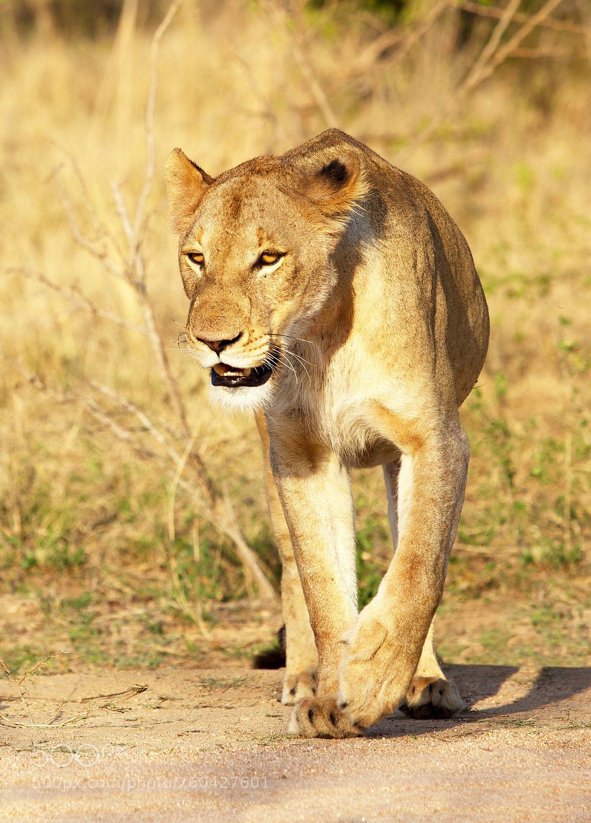 Canon EOS 5D Mark II sample photo. Walking lioness photography