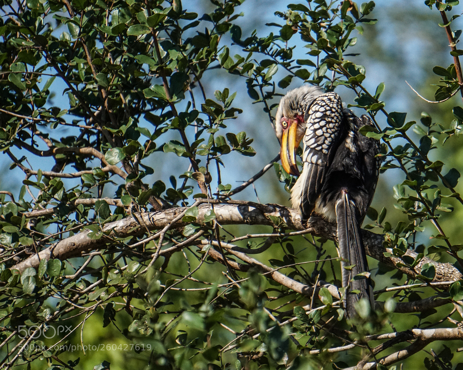 Sony a6300 sample photo. Yellow billed hornbill photography