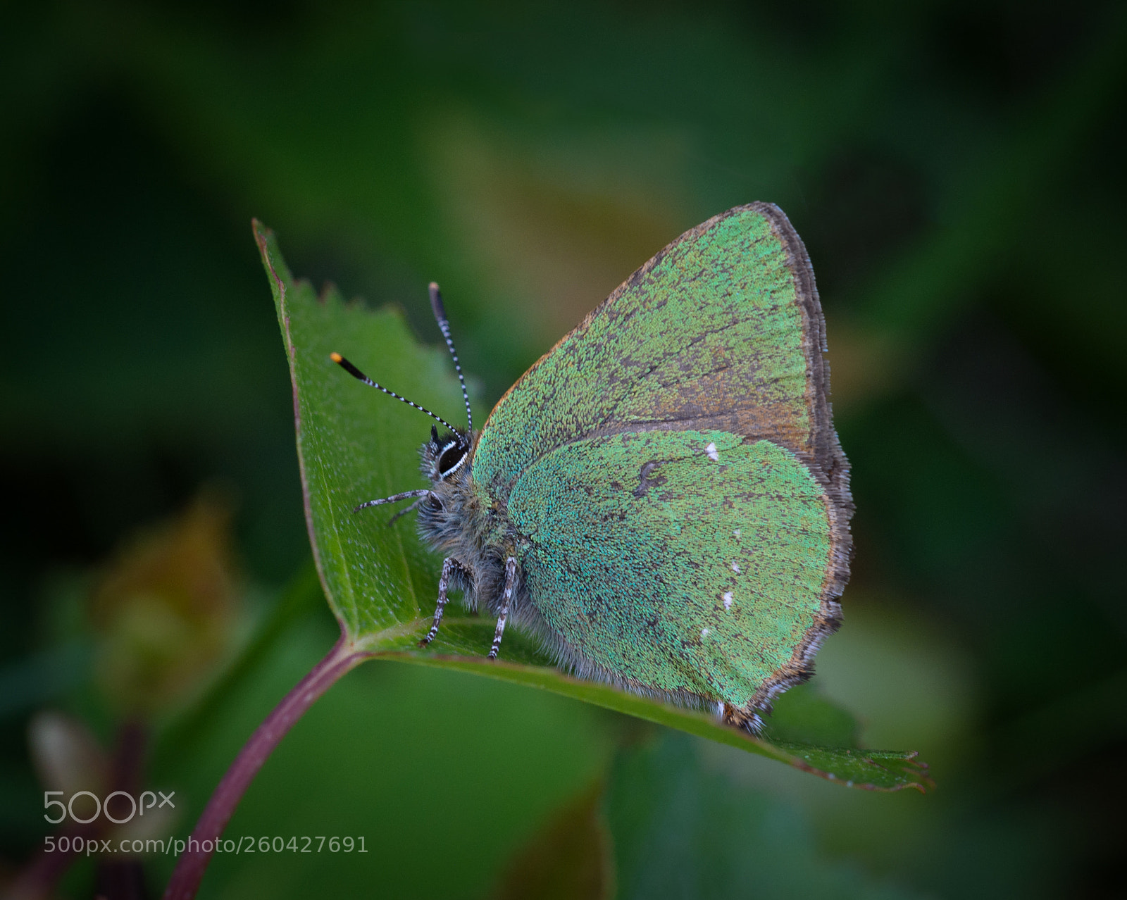 Nikon D800 sample photo. Green hairstreak photography