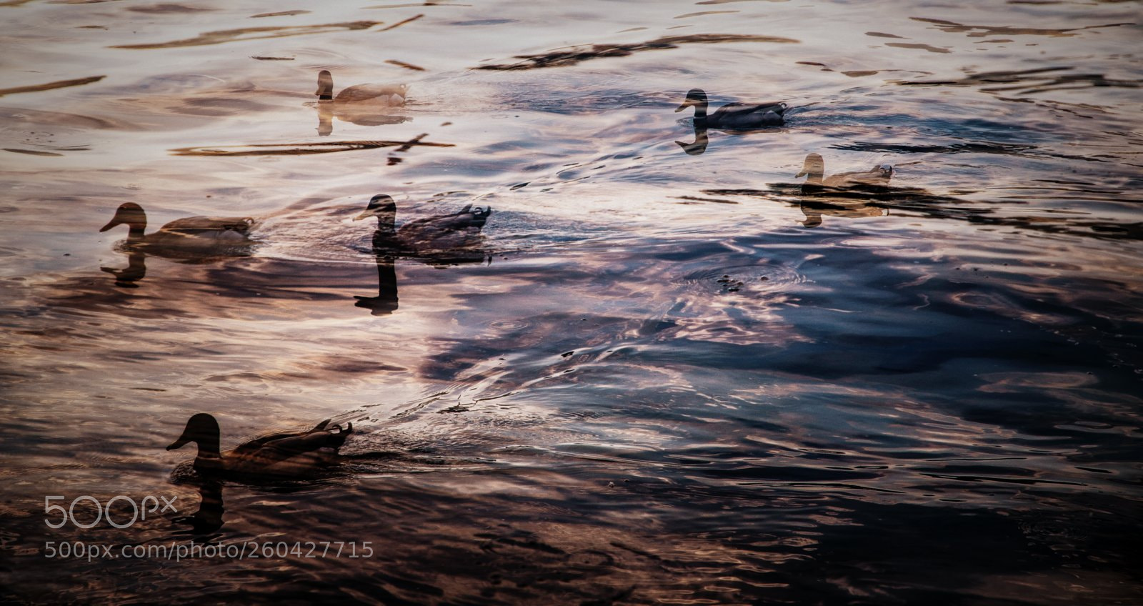 Canon EOS 6D Mark II sample photo. How many ducks? photography