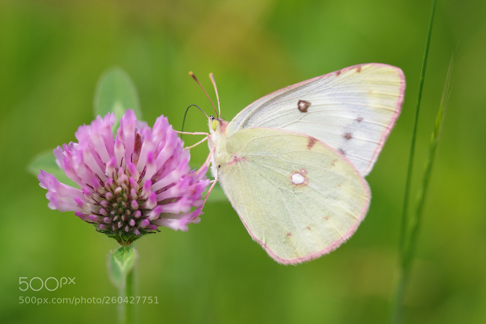 Pentax K-70 sample photo. Untitled photography