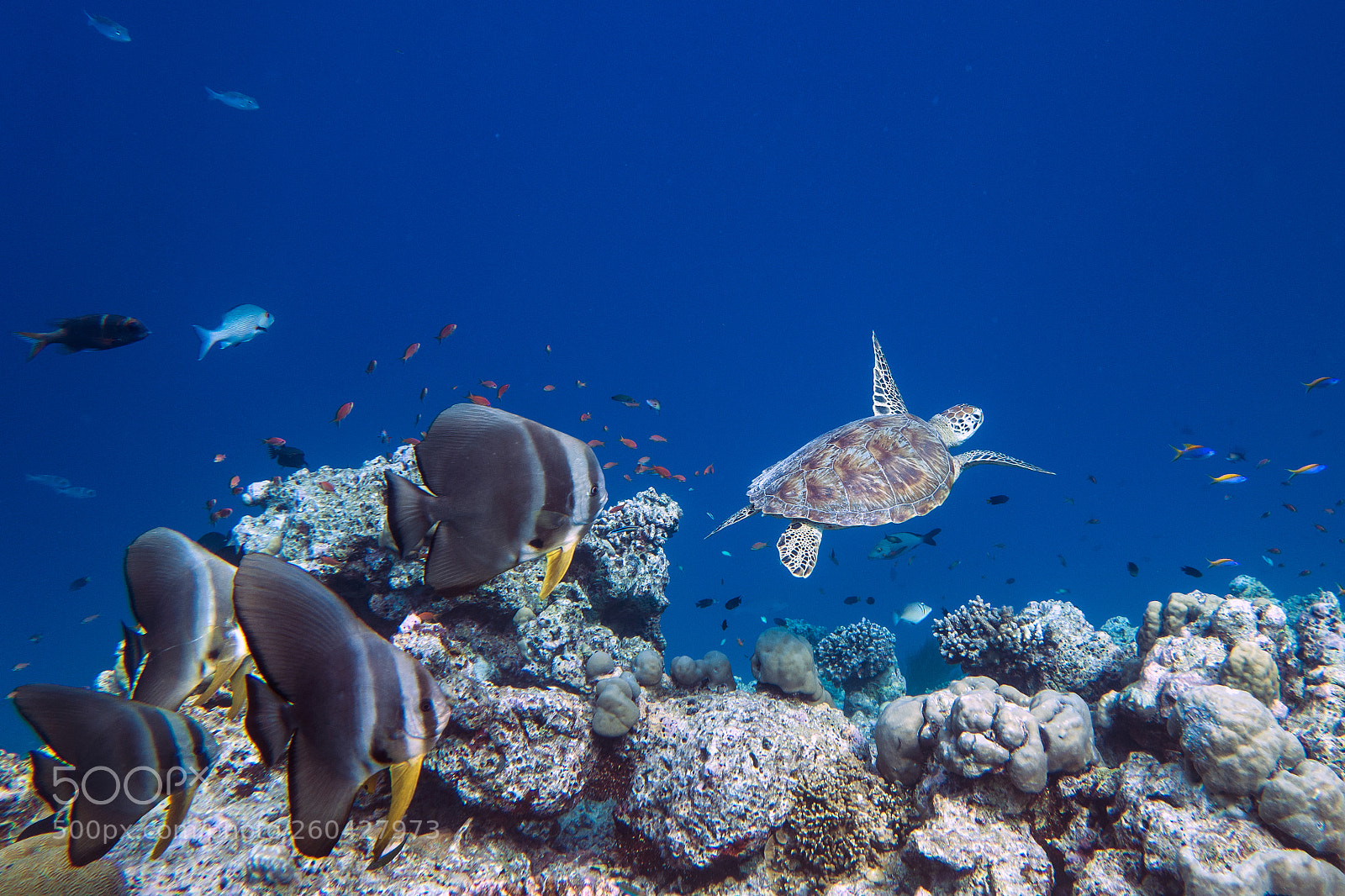 Sony Cyber-shot DSC-RX100 II sample photo. Sealife photography