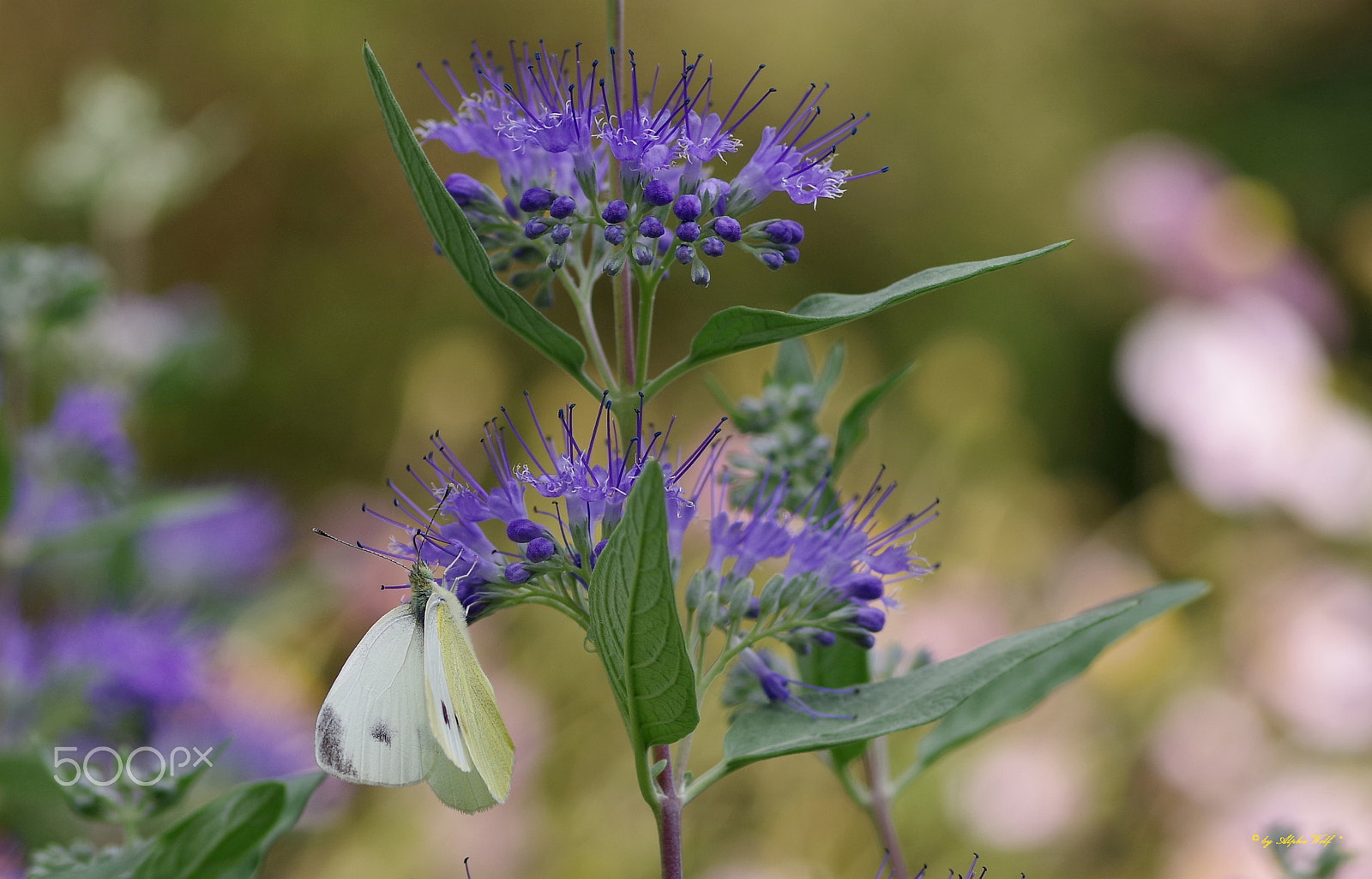 Pentax K-1 + Pentax smc D-FA 100mm F2.8 Macro WR sample photo. Butterfly photography