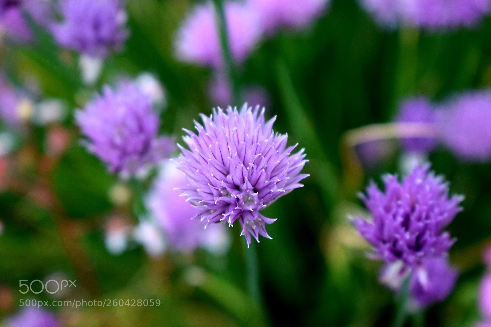 Nikon D5300 sample photo. Chives photography