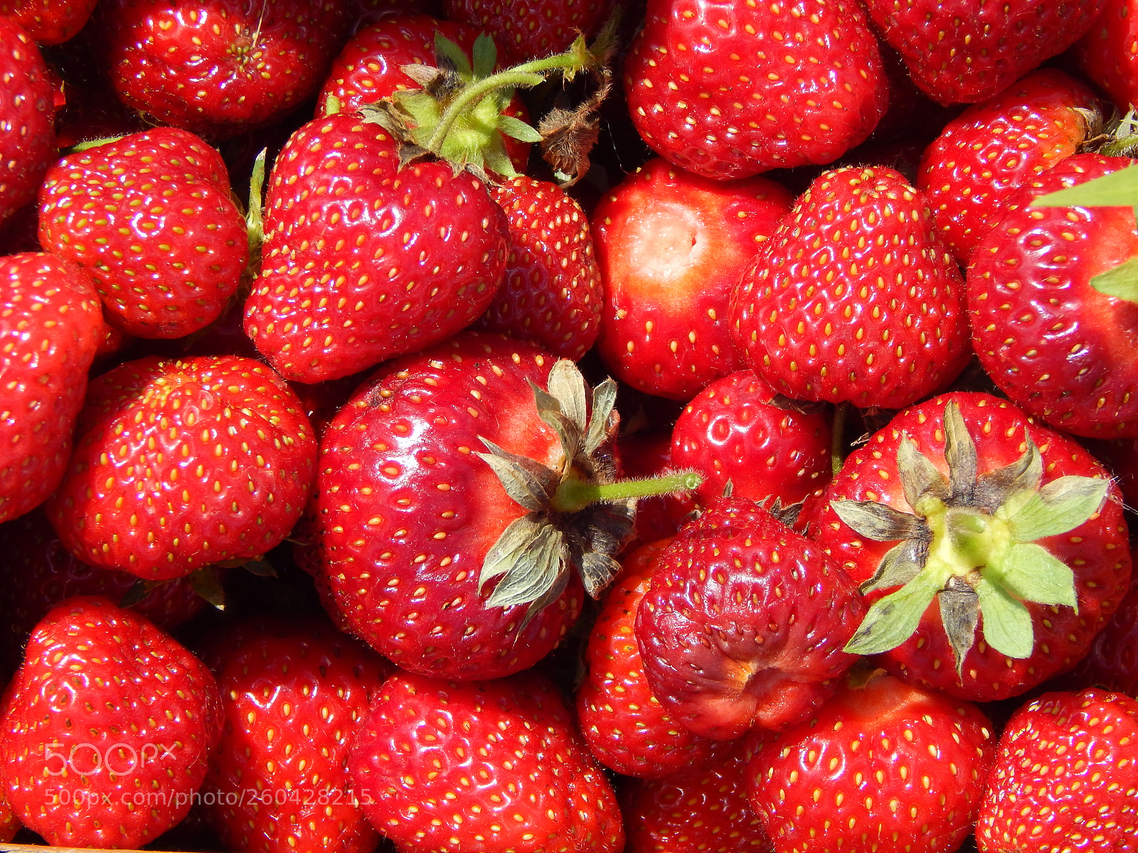Nikon Coolpix L820 sample photo. Strawberry farm photography