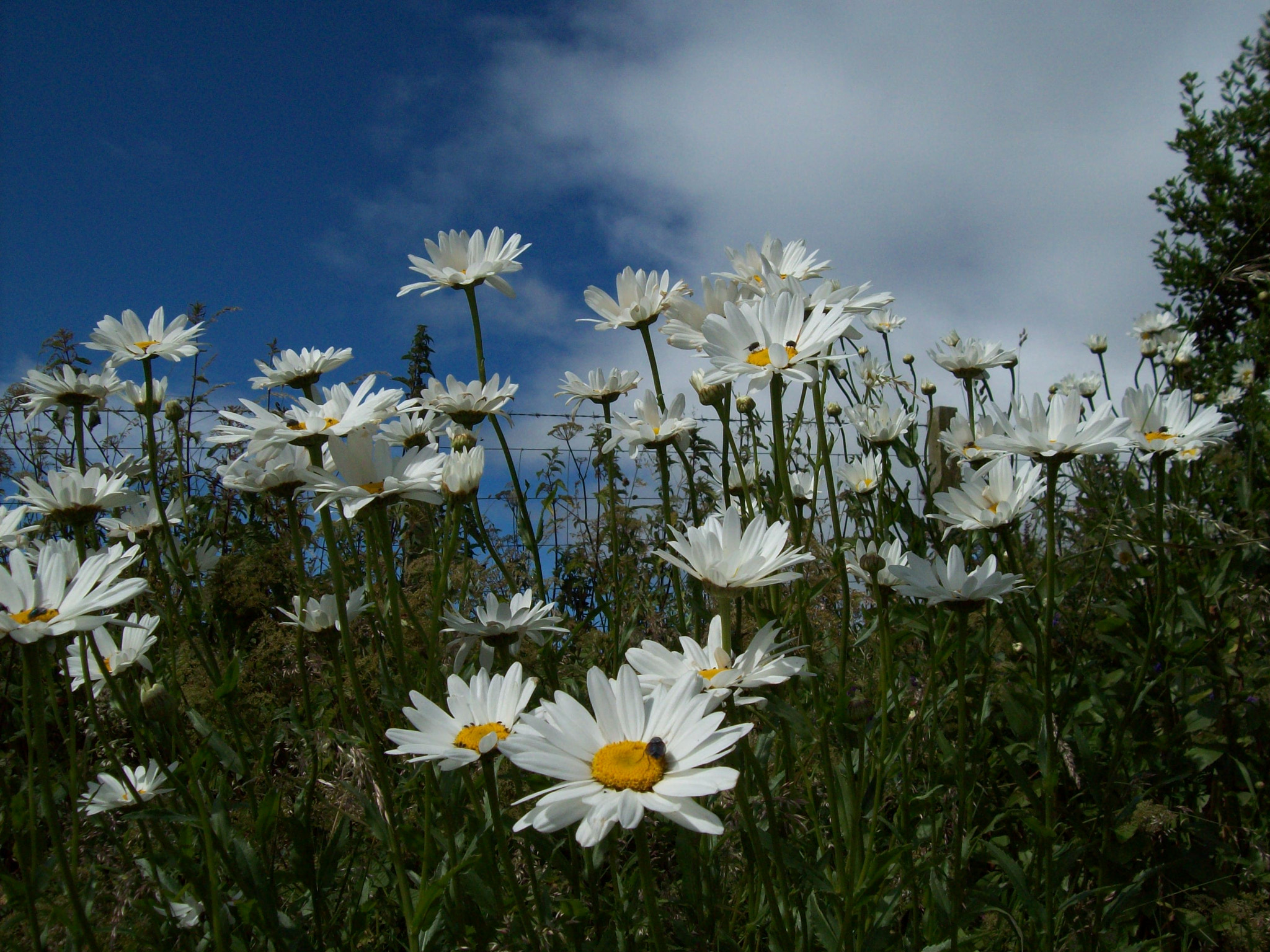 Kodak EASYSHARE C813 ZOOM DIGITAL CAMERA sample photo. Hill of daisies photography