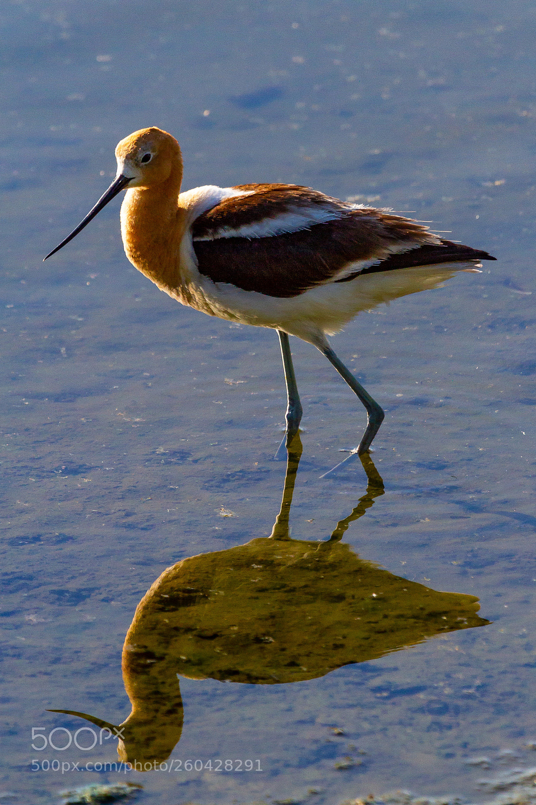 Canon EOS 7D sample photo. American avocet photography