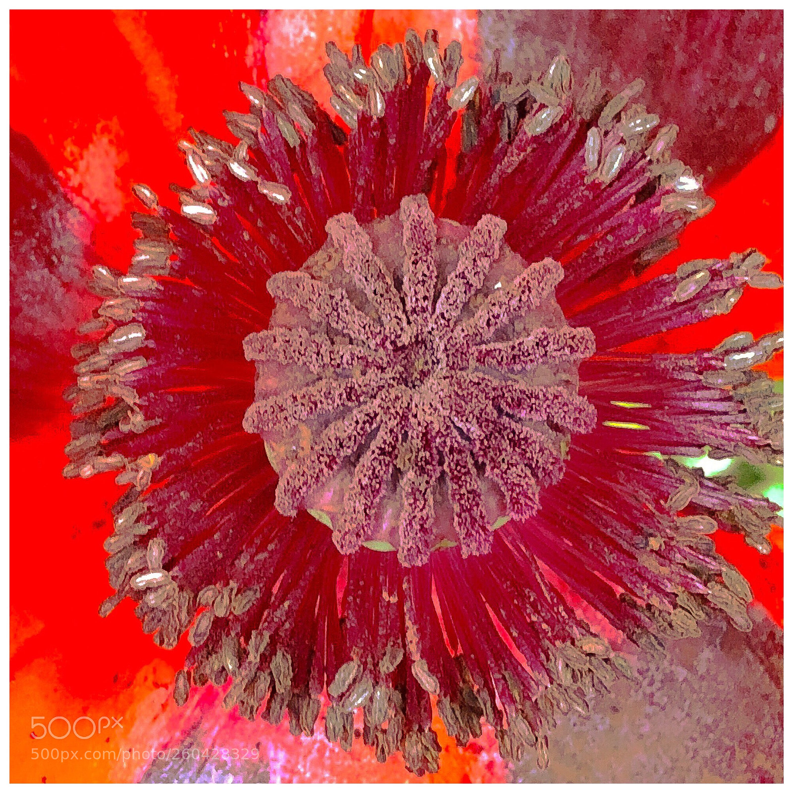 Apple iPhone X sample photo. Papaver somniferum photography