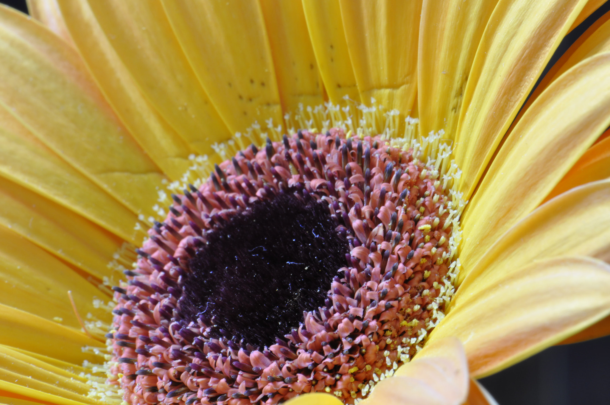 Nikon D90 + Nikon AF-S Micro-Nikkor 105mm F2.8G IF-ED VR sample photo. Flower centre photography