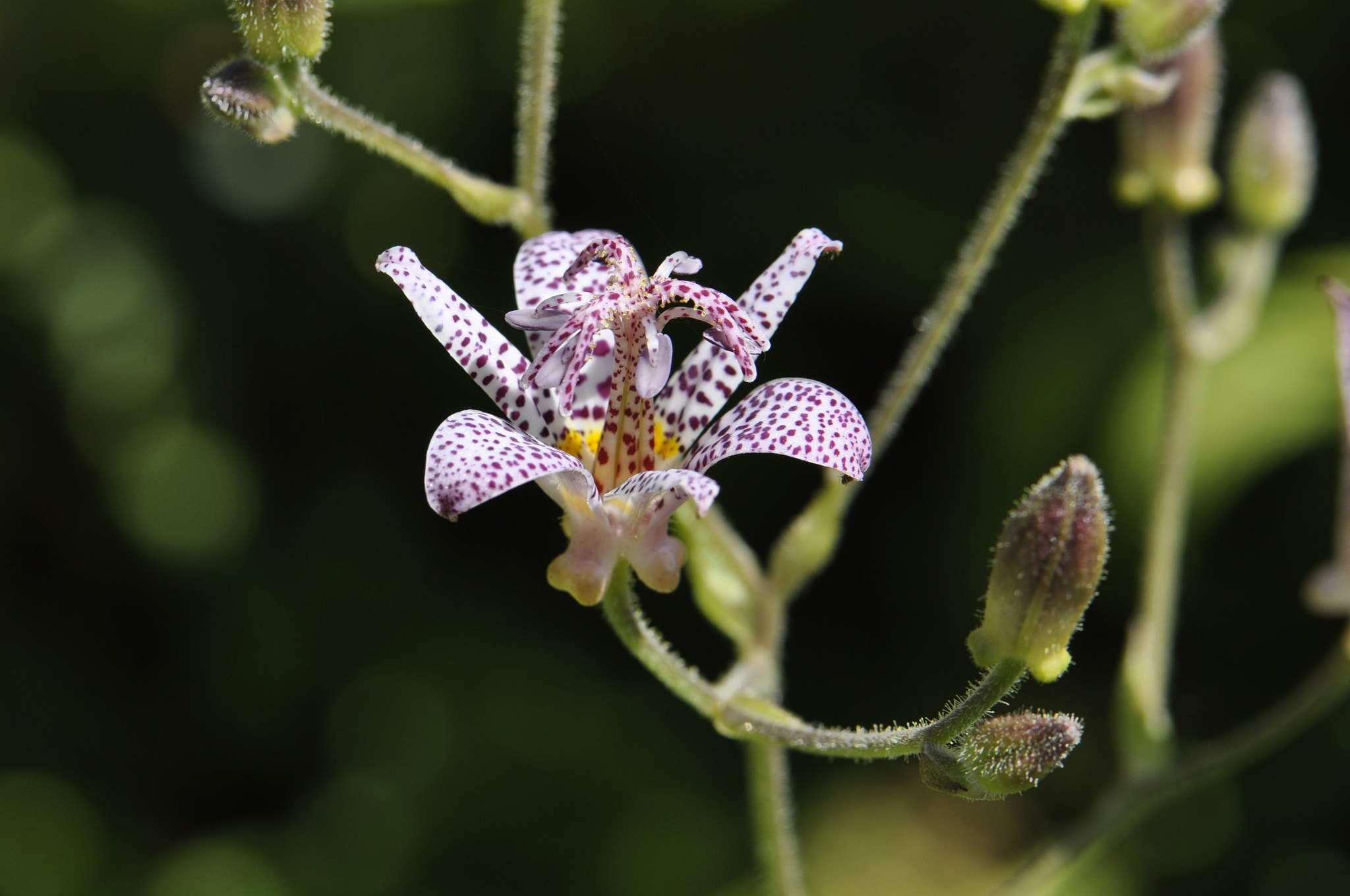 Nikon D90 + Nikon AF-S Micro-Nikkor 105mm F2.8G IF-ED VR sample photo. White and pink flower photography