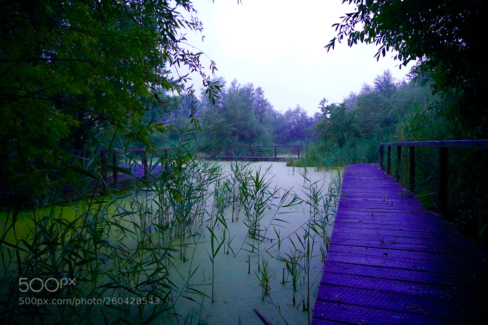 Sony a7R III sample photo. Rieselfelder i photography