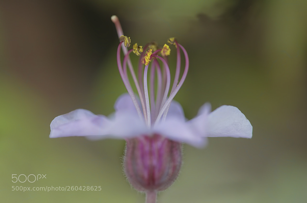 Nikon D800 sample photo. Flower photography