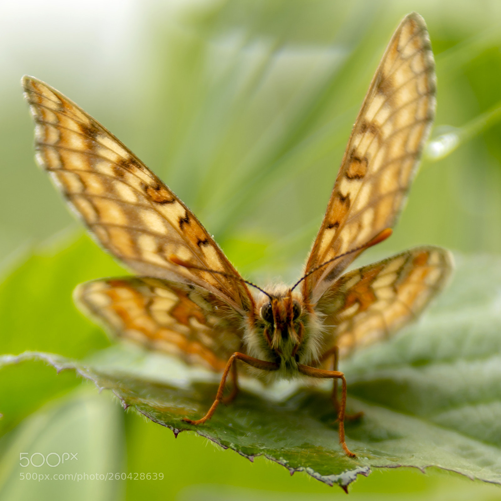 Nikon D7100 sample photo. Marsh fritillary photography