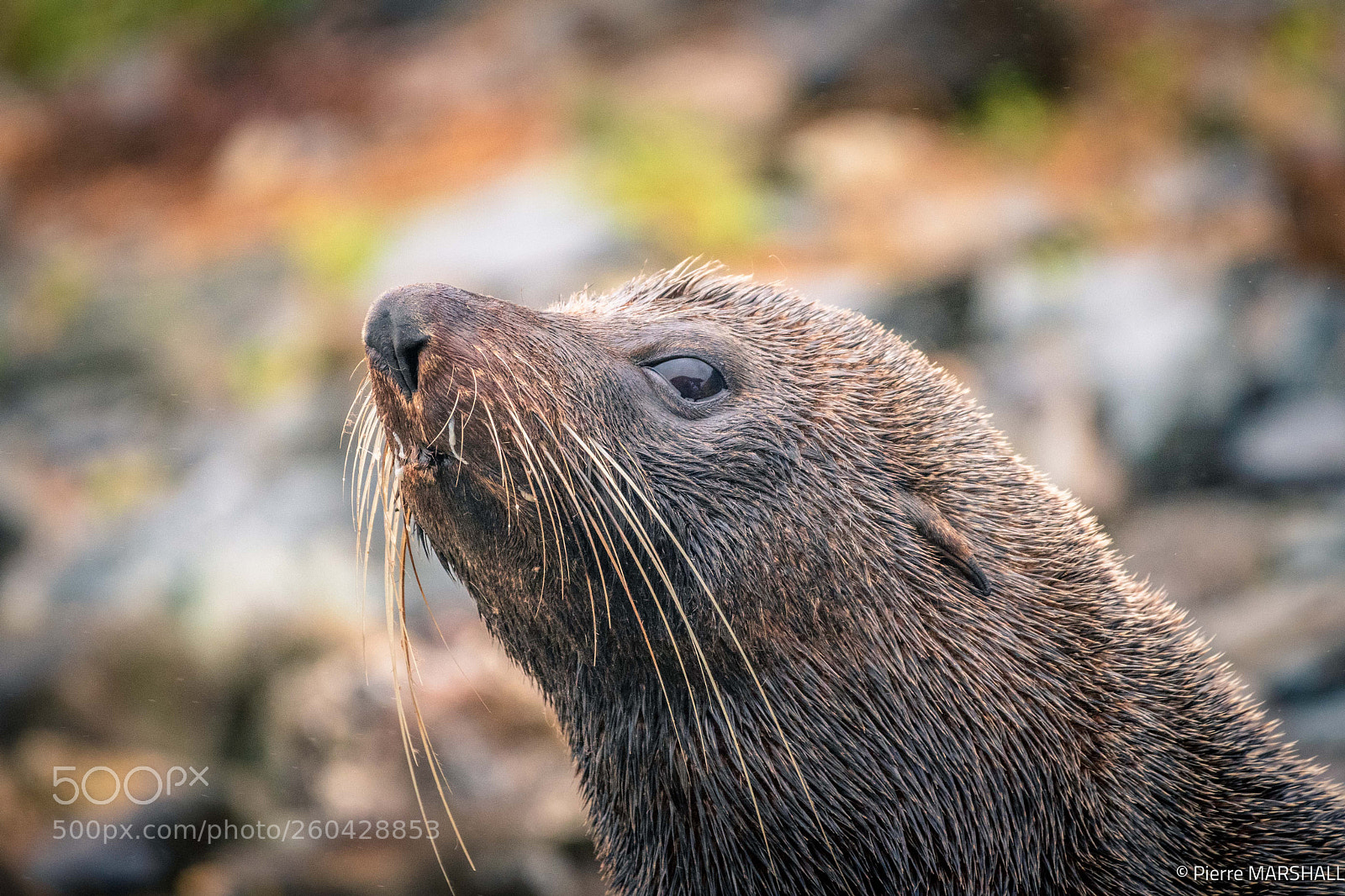 Nikon D500 sample photo. Fur seal photography