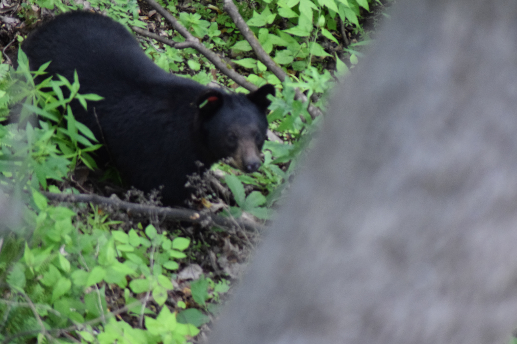 Nikon AF Nikkor 70-300mm F4-5.6G sample photo. Smokey mountains photography