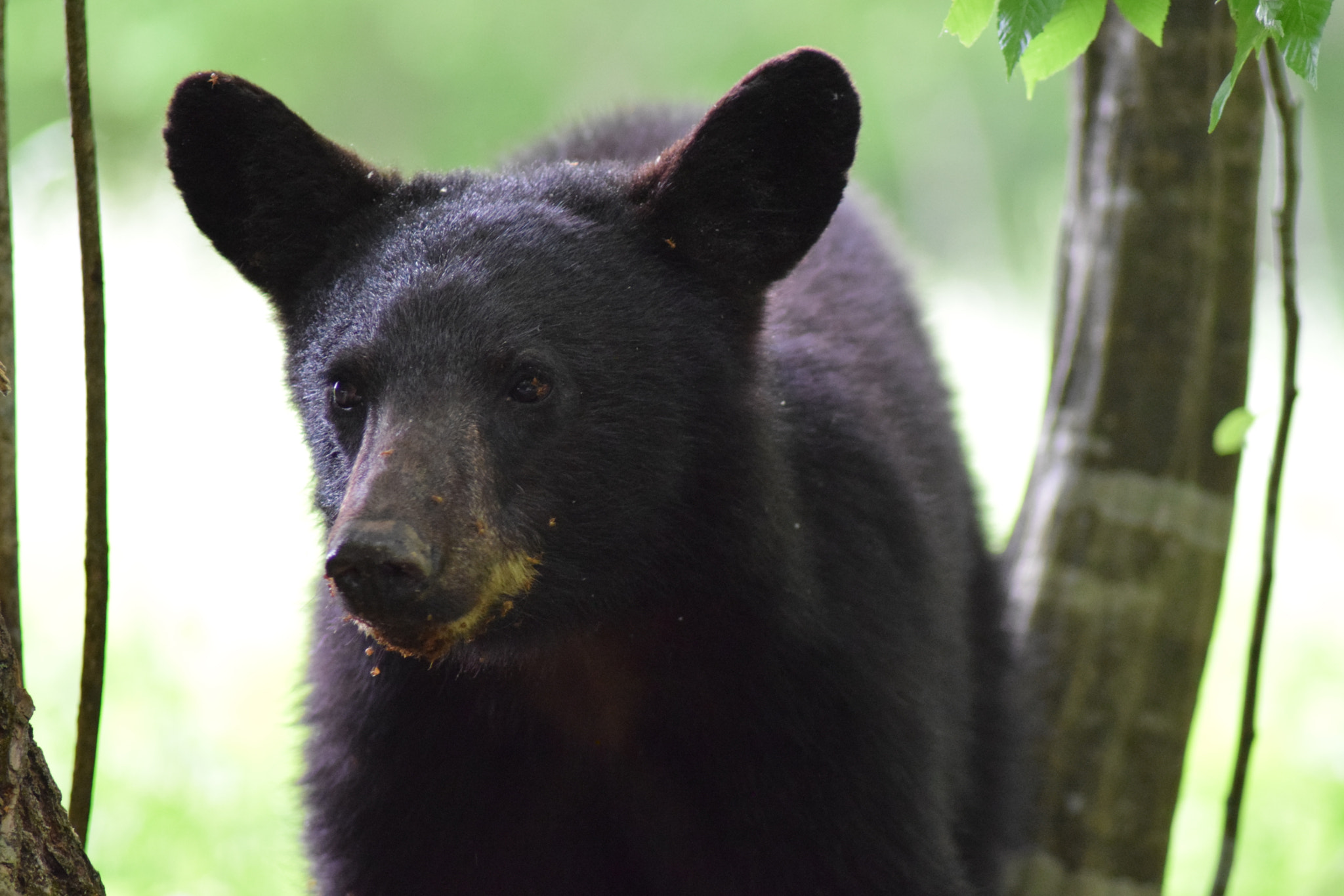 Nikon AF Nikkor 70-300mm F4-5.6G sample photo. Smokey mountains photography